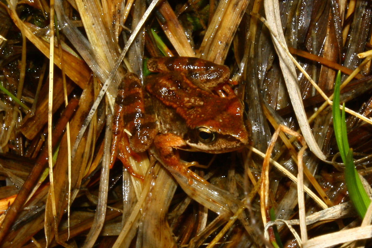 R. dalmatina o temporaria-2 ??? R. temporaria